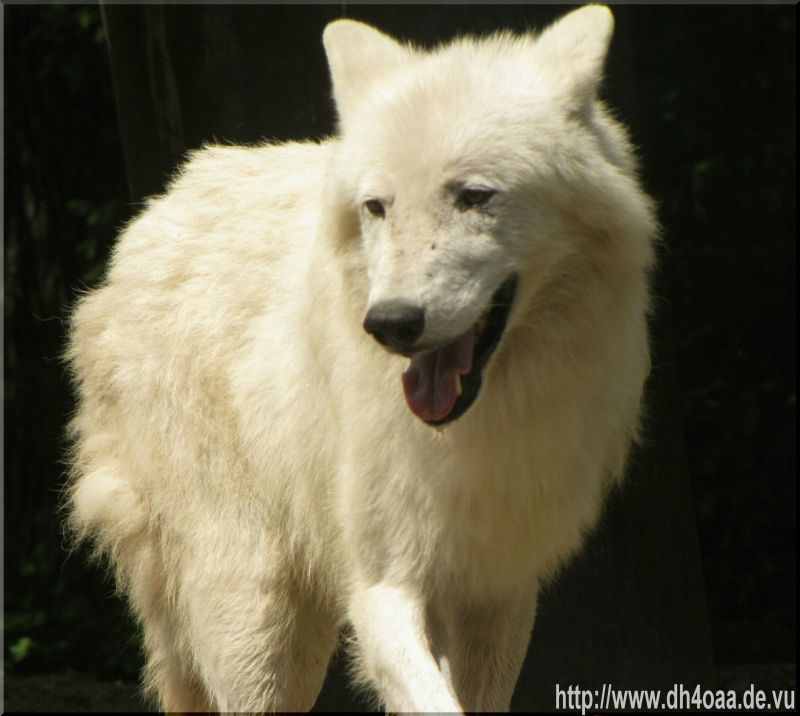 Wolf im Schafspelz