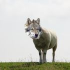 Wolf im Schafspelz