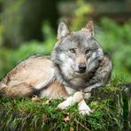 Wolf im Schafspelz... 1