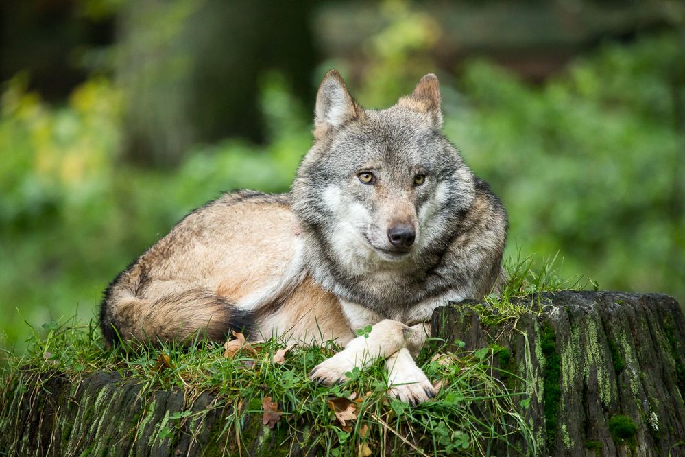 Wolf im Schafspelz... 1 Foto & Bild tiere, zoo, wildpark & falknerei, säugetiere Bilder auf