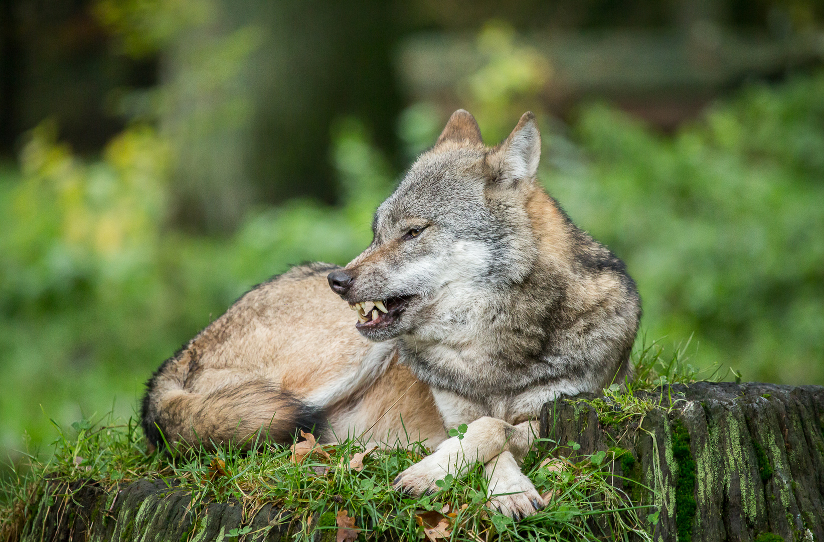 Wolf im Schafspelz... 2 Foto & Bild tiere, zoo, wildpark & falknerei, säugetiere Bilder auf