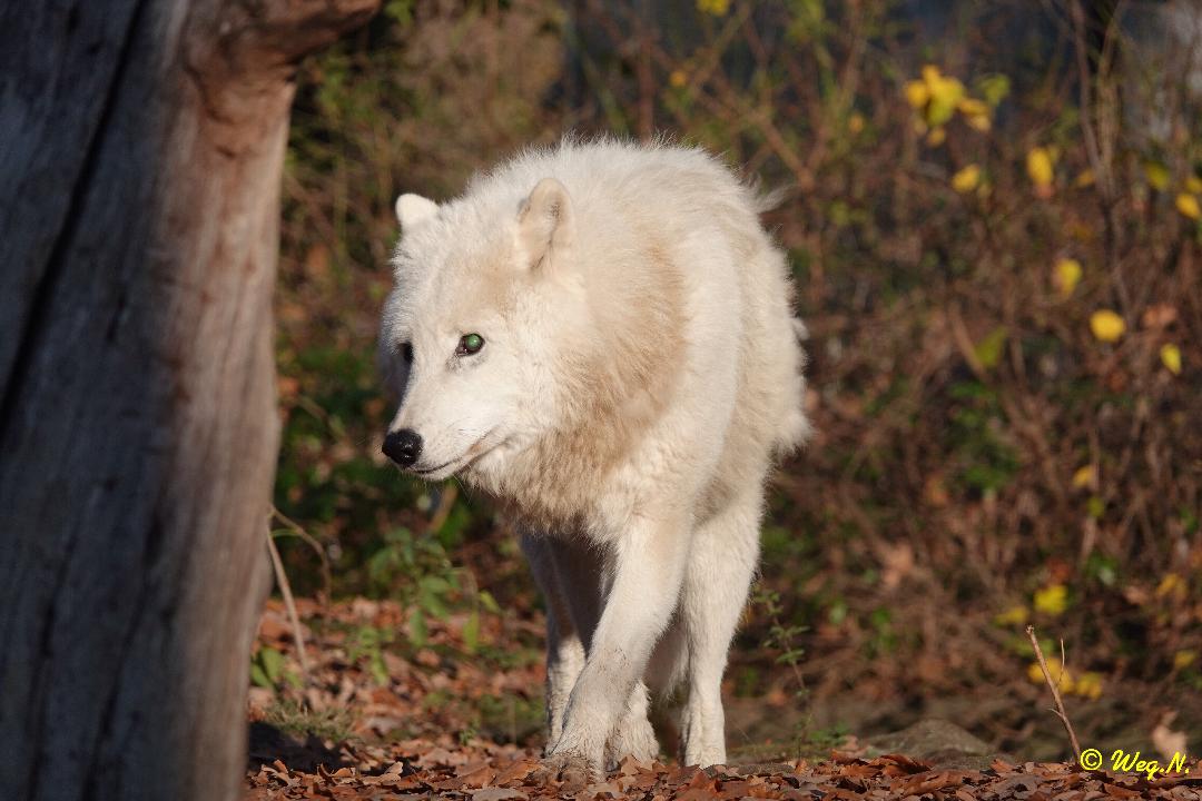 Wolf im Schafspelz 