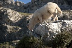 Wolf im Schafspelz?