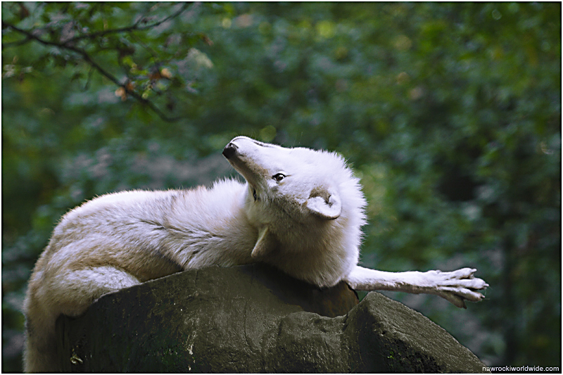 Wolf im Schafspelz