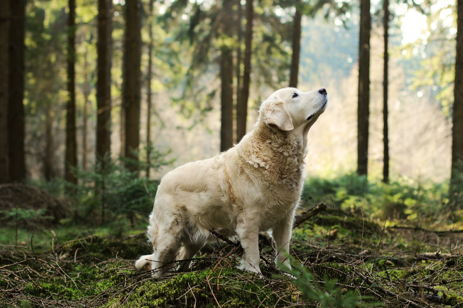 Wolf im Schafspelz