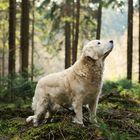 Wolf im Schafspelz