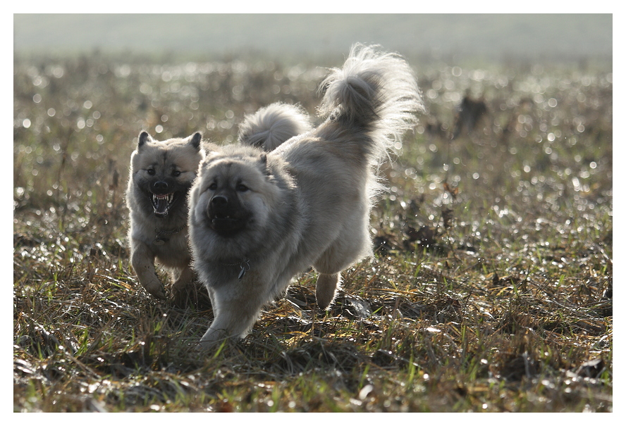 Wolf im Schafspelz