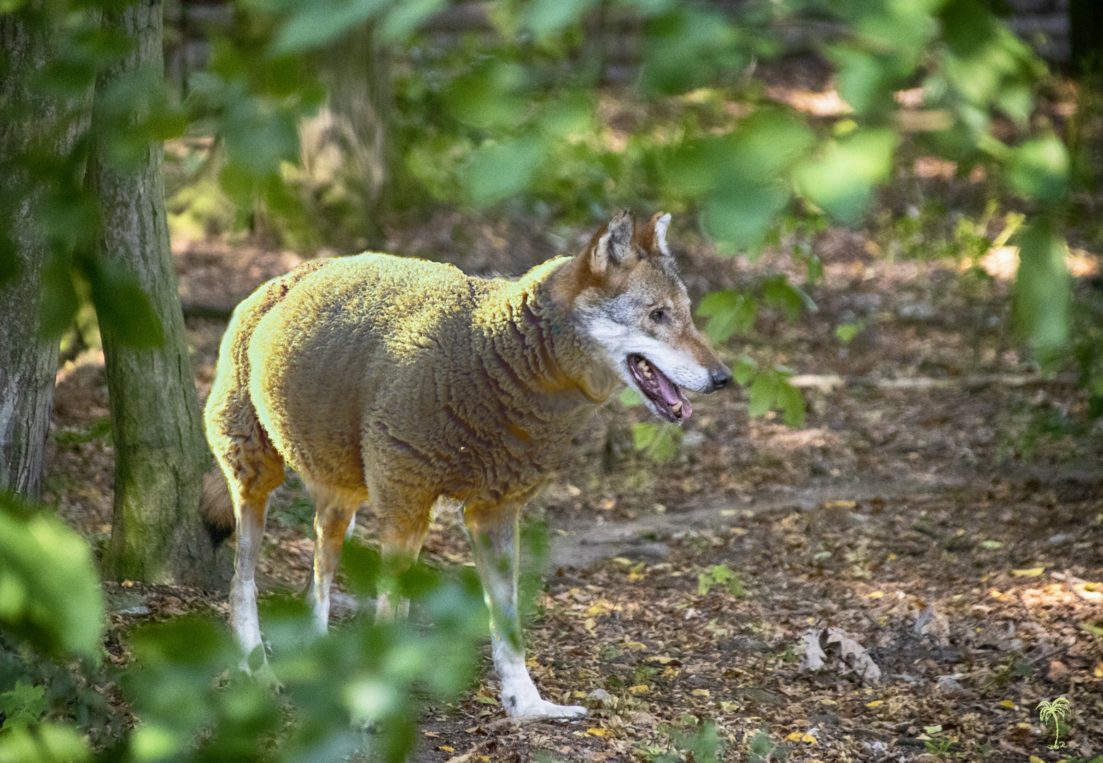 Wolf im Schafspelz