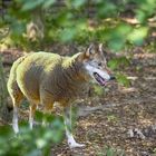 Wolf im Schafspelz