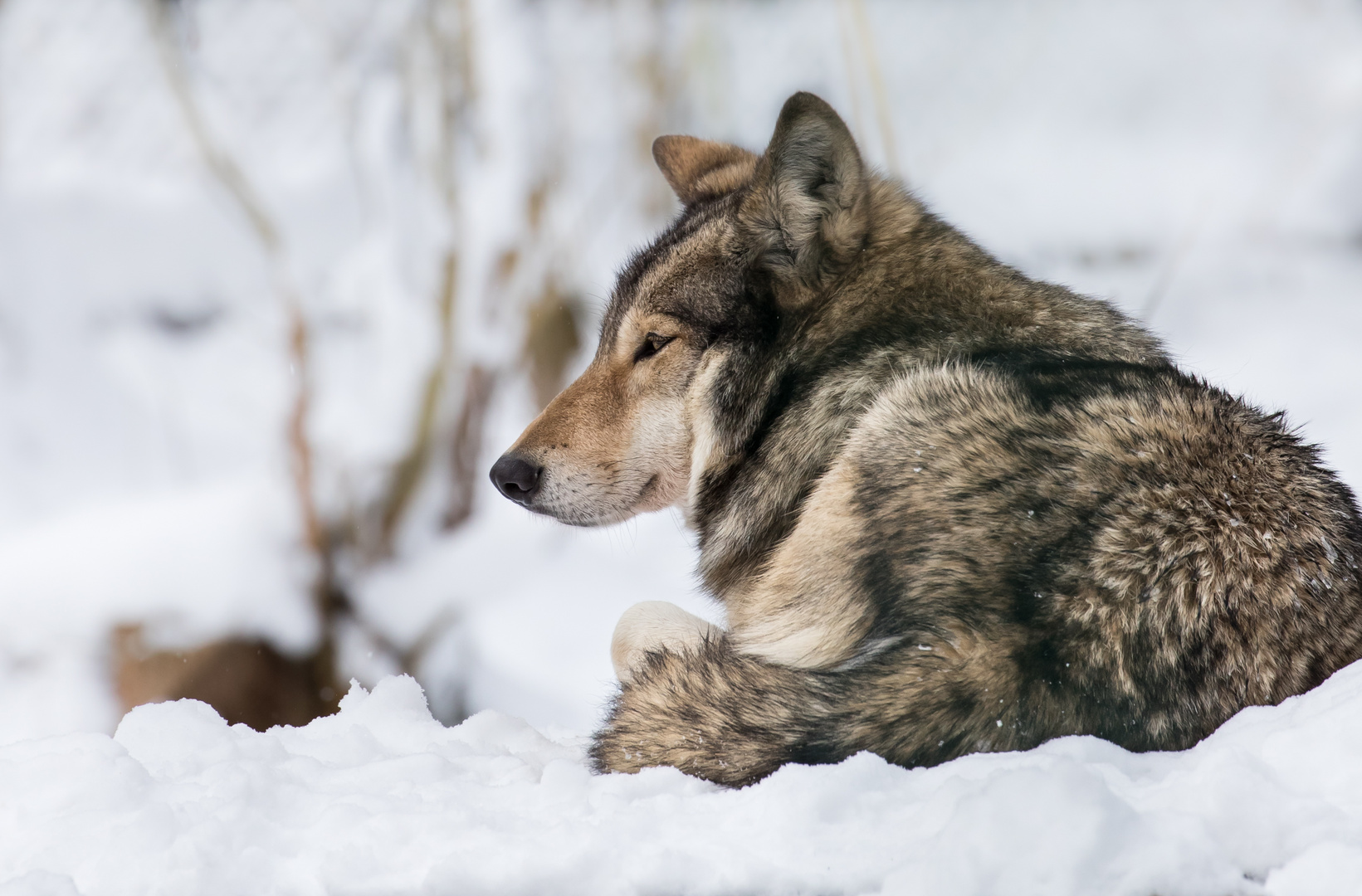 Wolf im Schnee