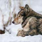 Wolf im Schnee