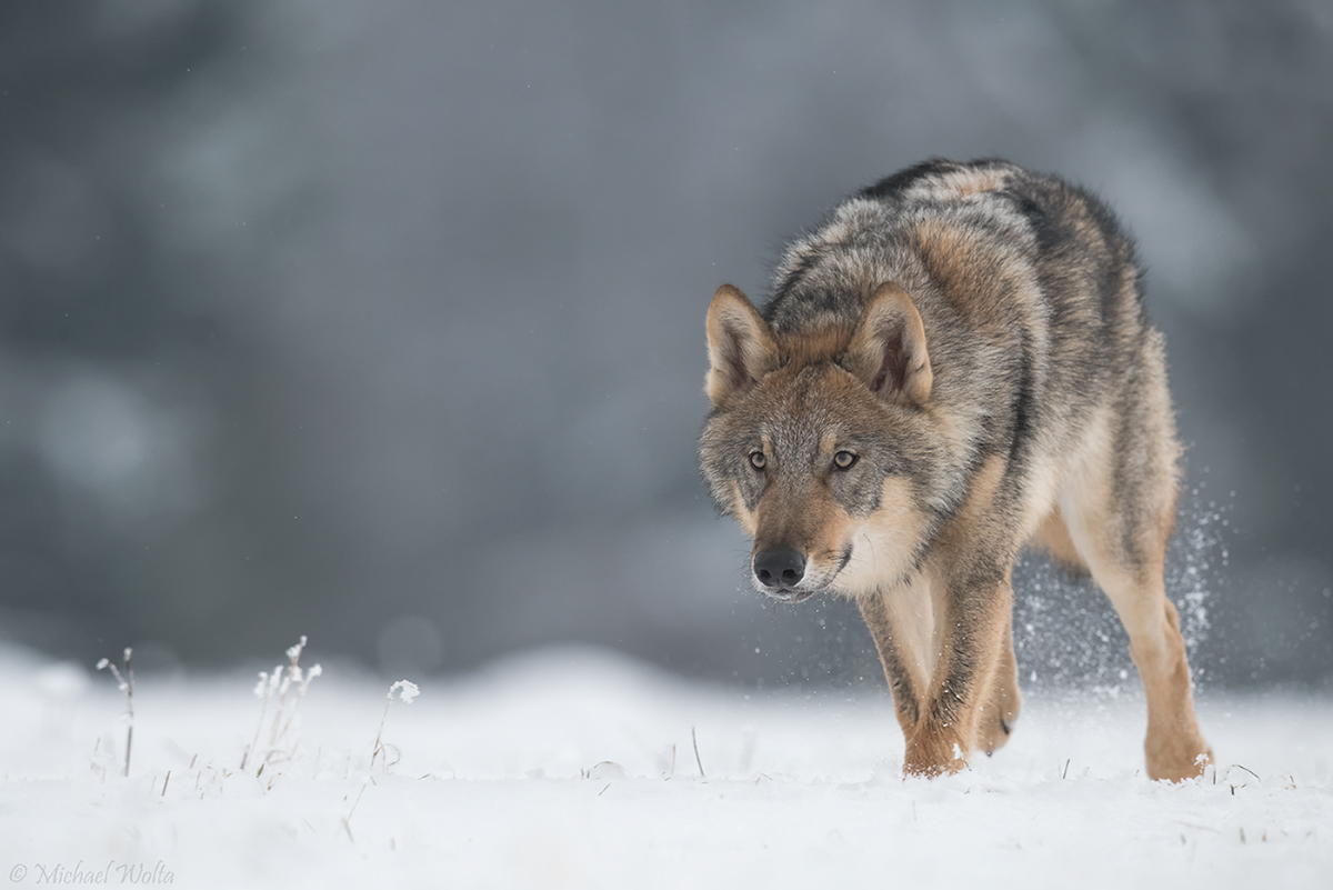 Wolf im Schnee