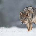 Wolf im Schnee