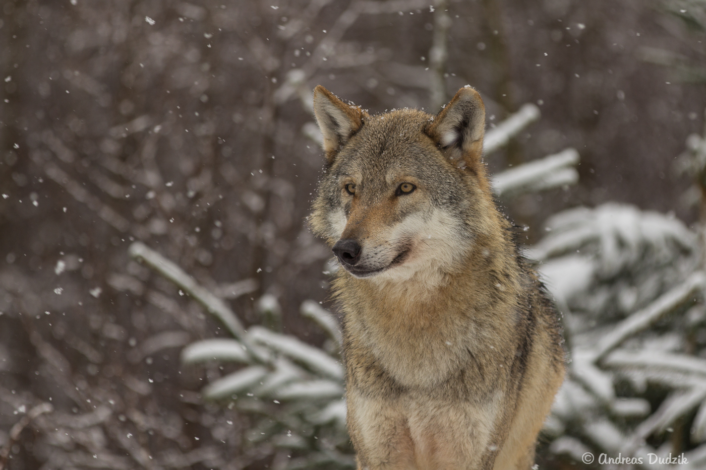 Wolf im Schnee