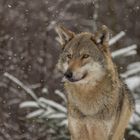 Wolf im Schnee