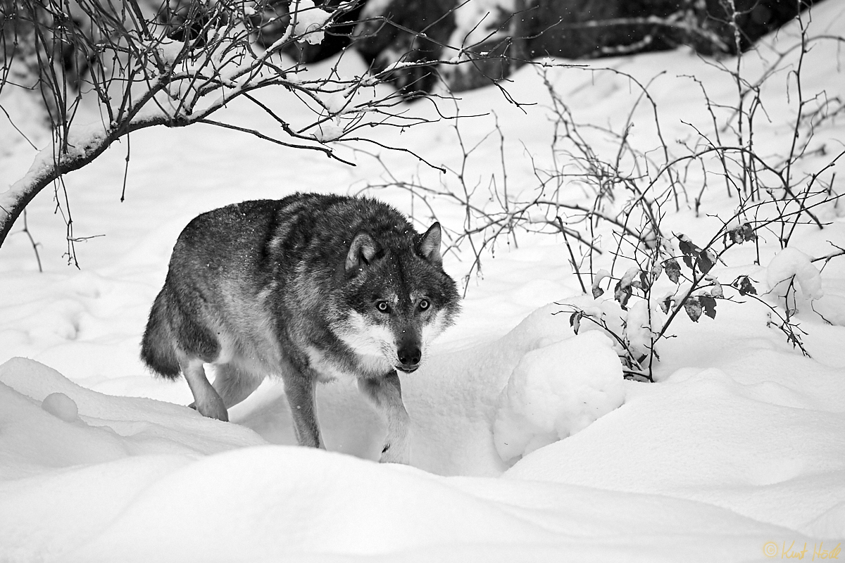 Wolf im Schnee..