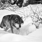 Wolf im Schnee..