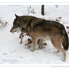 Wolf im Schnee