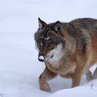 Wolf im Schnee