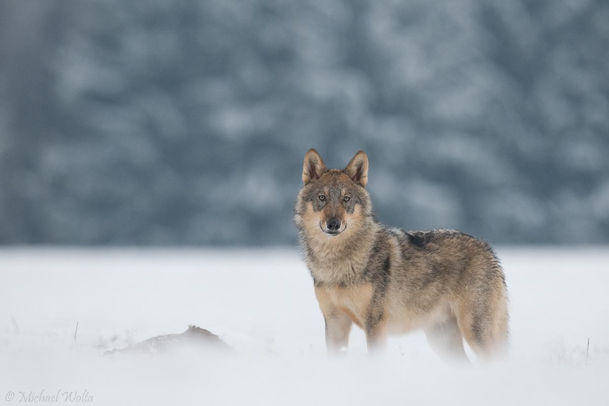 Wolf im Schnee #2