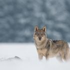 Wolf im Schnee #2