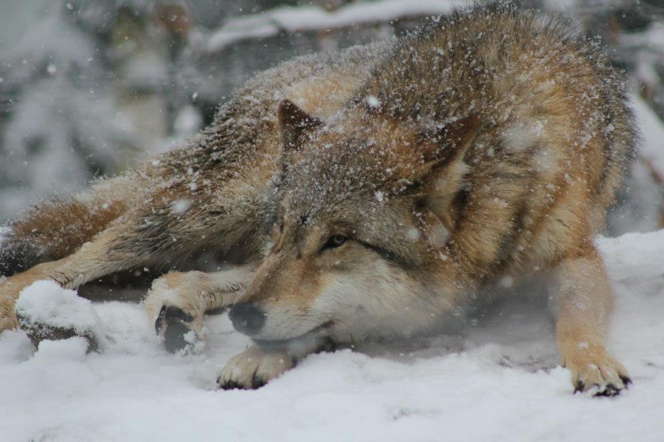 Wolf im Schnee