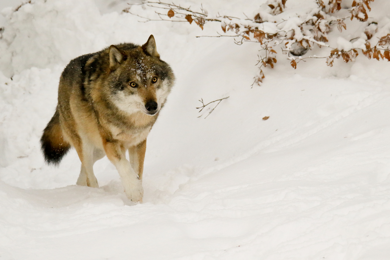 Wolf im Schnee