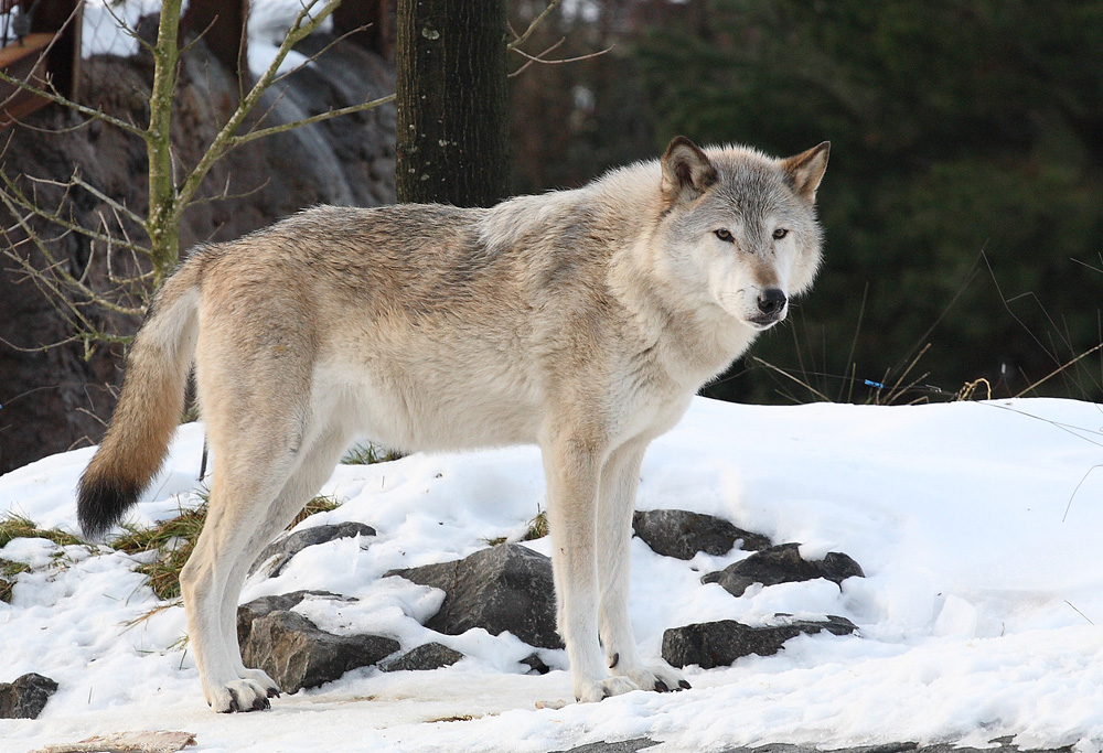 Wolf im Schnee