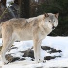 Wolf im Schnee