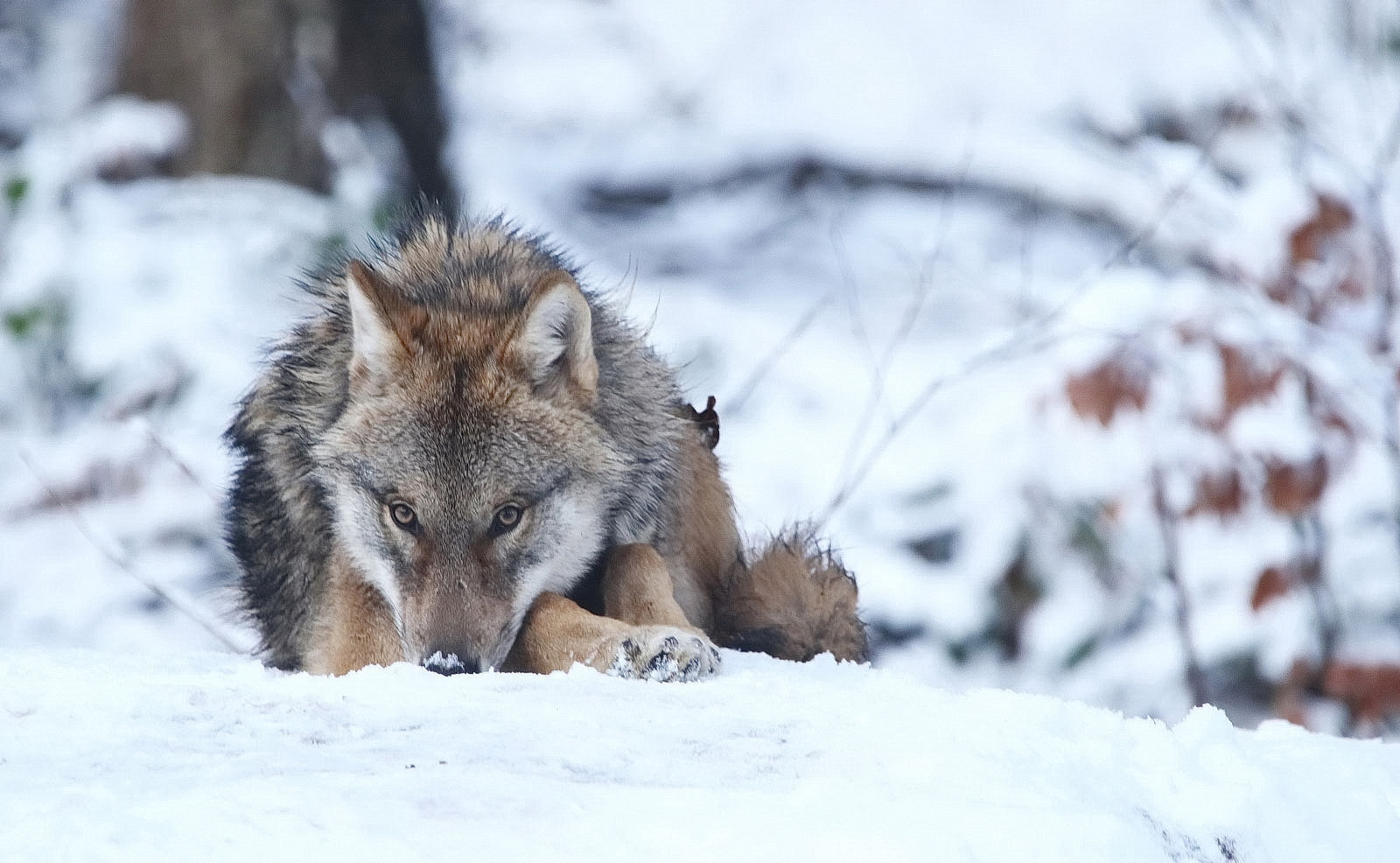 Wolf im Schnee