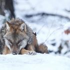 Wolf im Schnee