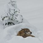 Wolf im Schnee