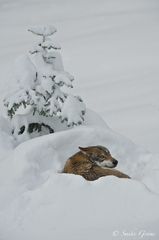 Wolf im Schnee