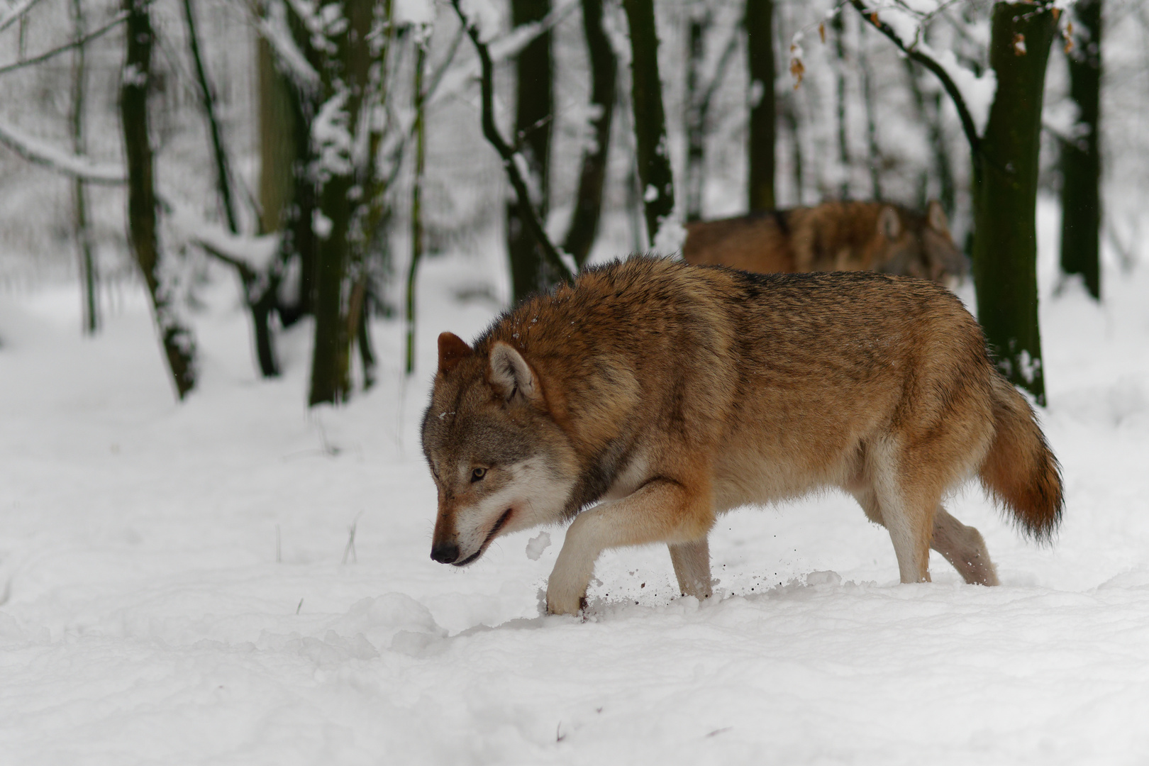 Wolf im Schnee