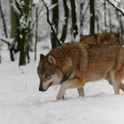 Wolf im Schnee