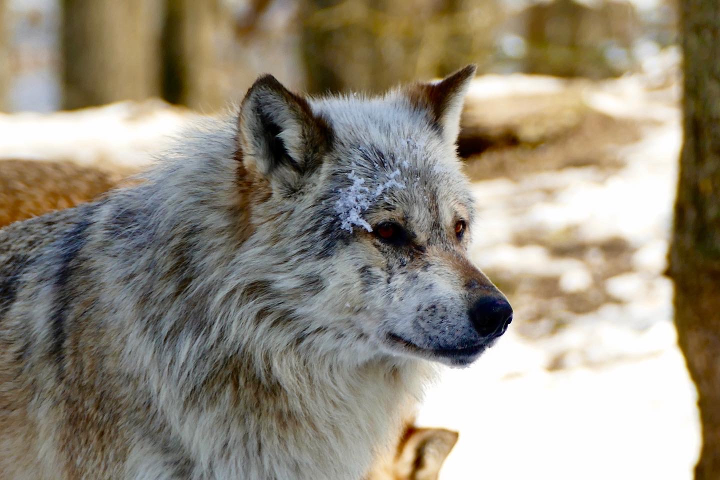 Wolf im Schnee