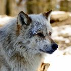 Wolf im Schnee