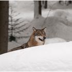 Wolf im Schnee