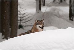 Wolf im Schnee