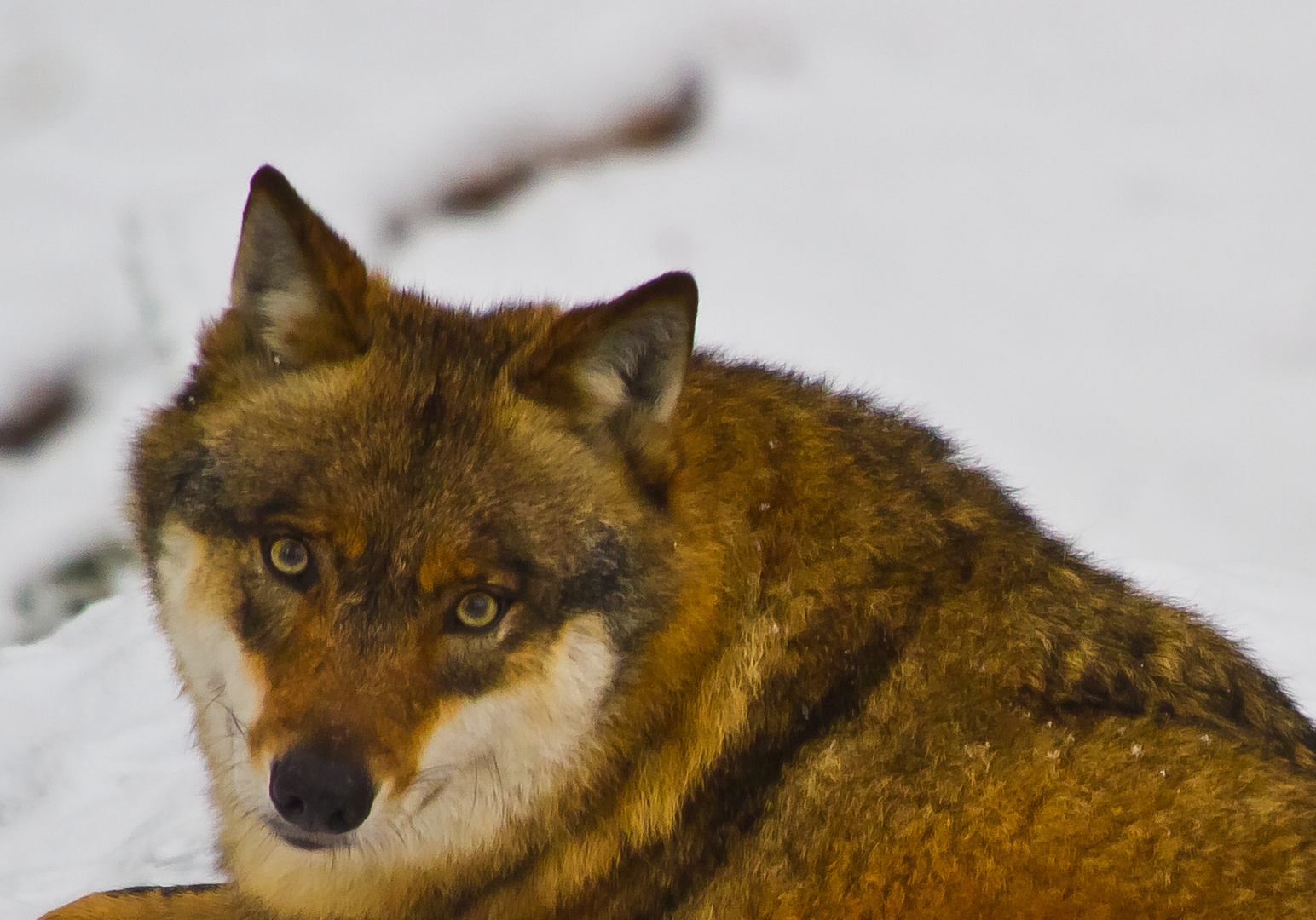 Wolf im Schnee