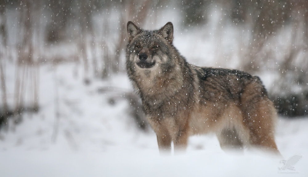 Wolf im Schneetreiben