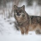 Wolf im Schneetreiben