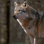 Wolf im Sonnenlicht