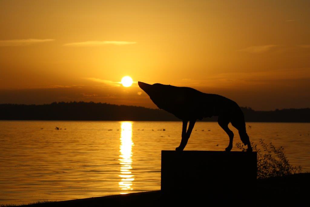 Wolf im Sonnenuntergang