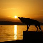 Wolf im Sonnenuntergang