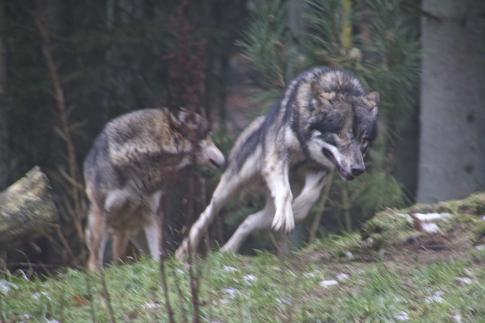 Wolf im Sprung