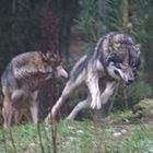 Wolf im Sprung