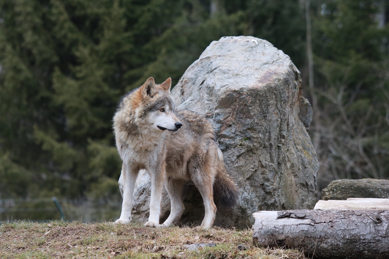 Wolf im Tatzmania im Schwarzwald 