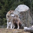 Wolf im Tatzmania im Schwarzwald 