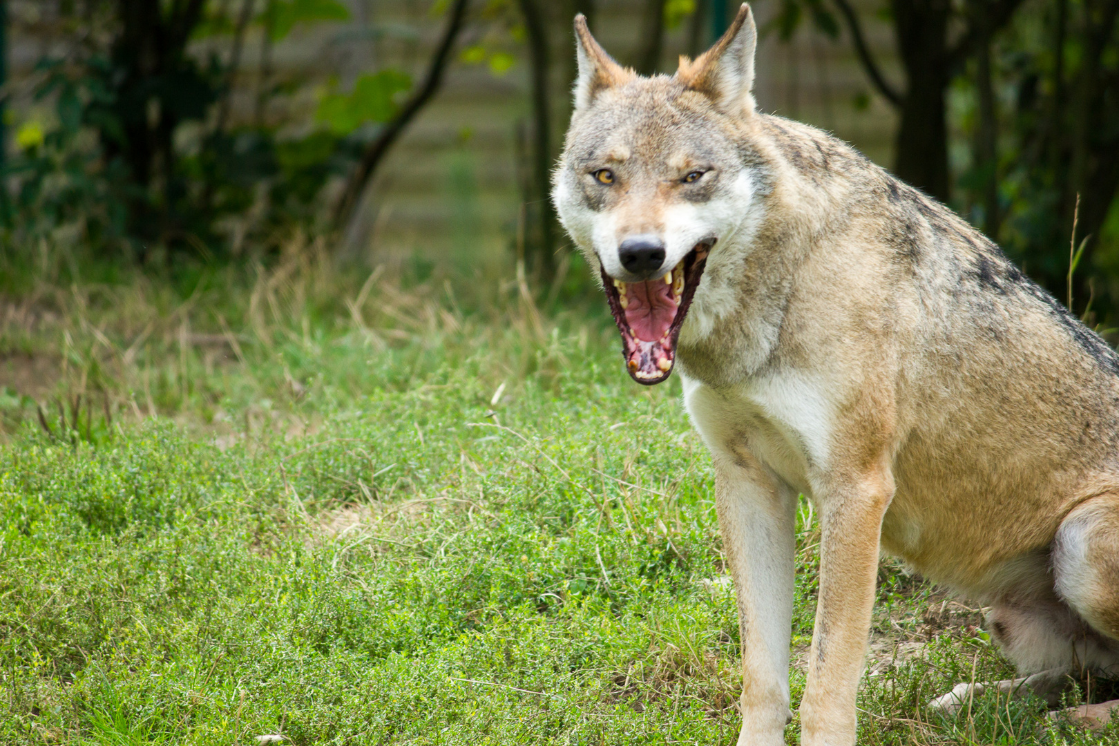 Wolf im Tierpark